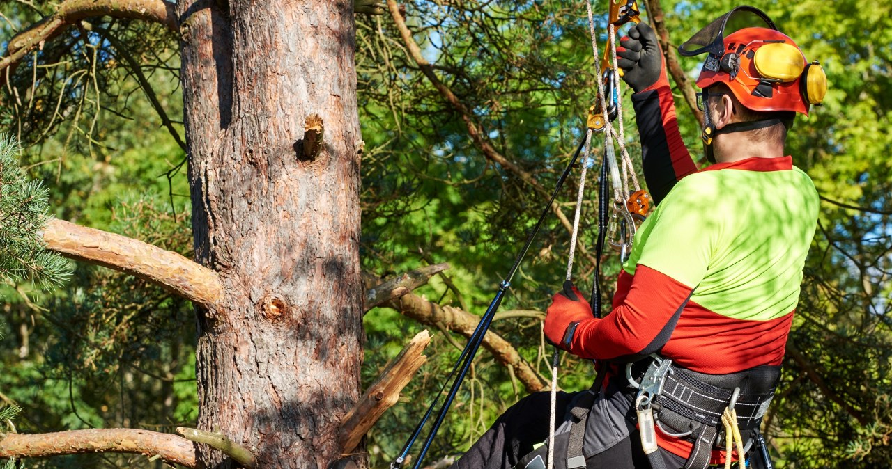 Ludzie wchodzą na drzewa i opukują je. Jest w tym pewna metoda Ludzie wchodzą na drzewa i opukują je. Jest w tym pewna metoda