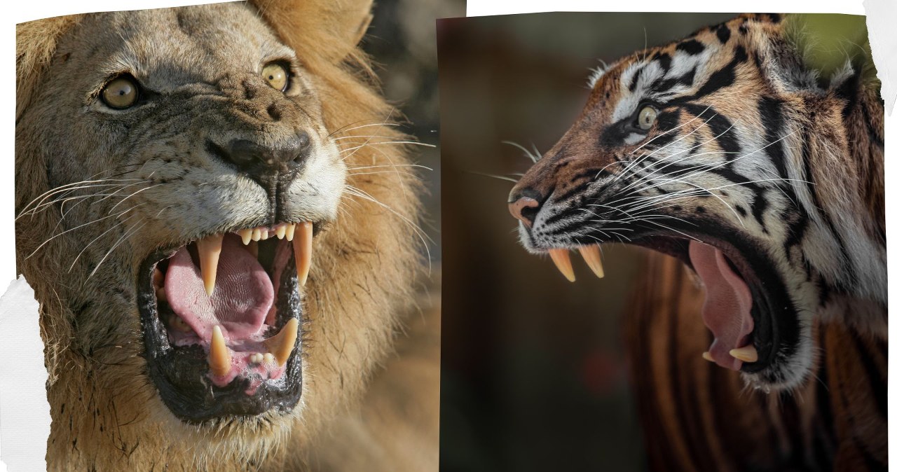 Największe koty świata ważą po kilkaset kilogramów. Rozpoznajesz je? Największe koty świata ważą po kilkaset kilogramów. Rozpoznajesz je?