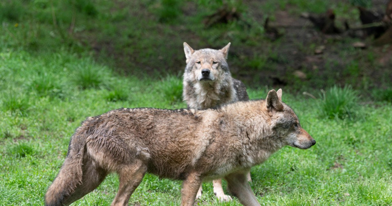 Wilki uchwycone przez drona. Robiły coś, co rzadko obserwujemy Wilki uchwycone przez drona. Robiły coś, co rzadko obserwujemy