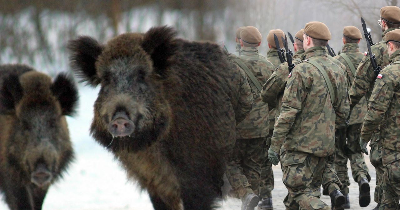 Polska. Poszukiwania po odnalezieniu dzika z ASF. Wojsko w akcji Polska. Poszukiwania po odnalezieniu dzika z ASF. Wojsko w akcji