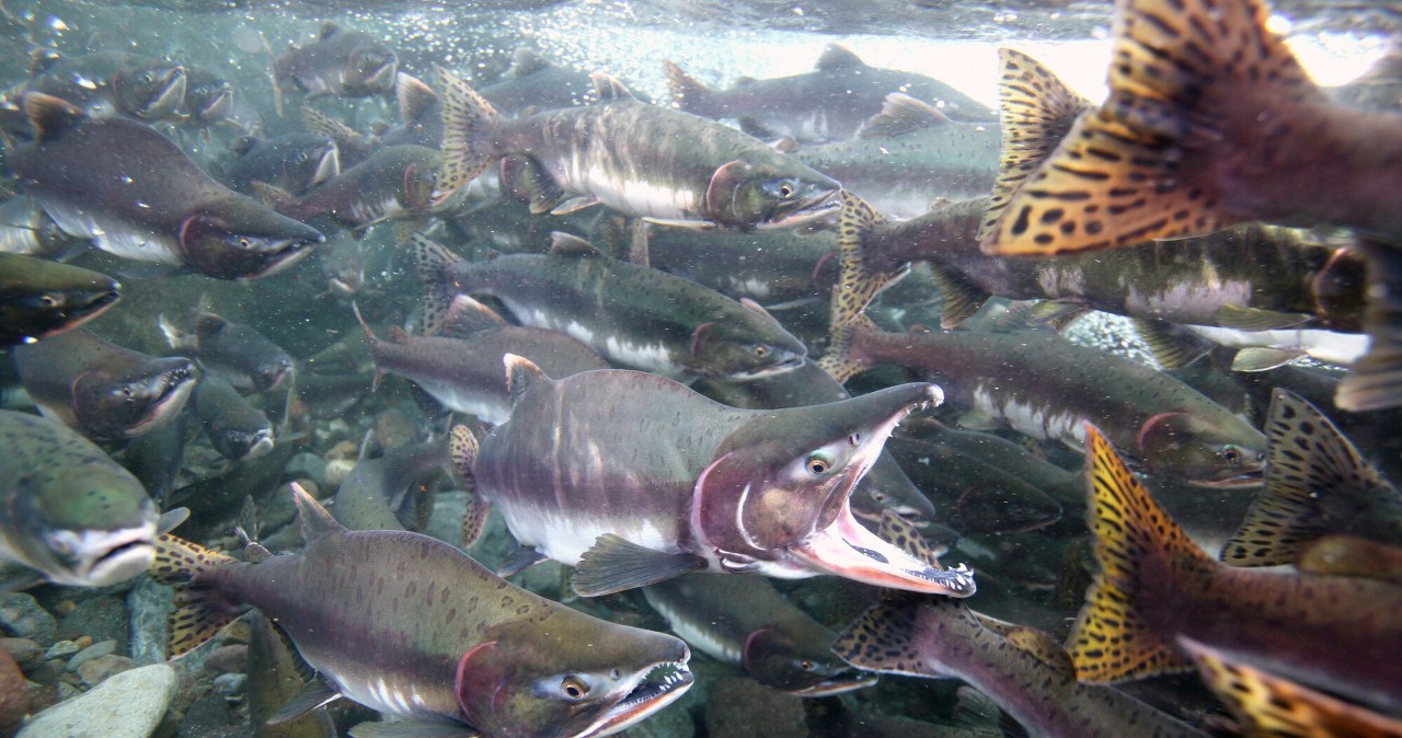 Łososie są niezwykle ważne dla Polaków. Chcą sprawdzić, co się z nimi dzieje Łososie są niezwykle ważne dla Polaków. Chcą sprawdzić, co się z nimi dzieje