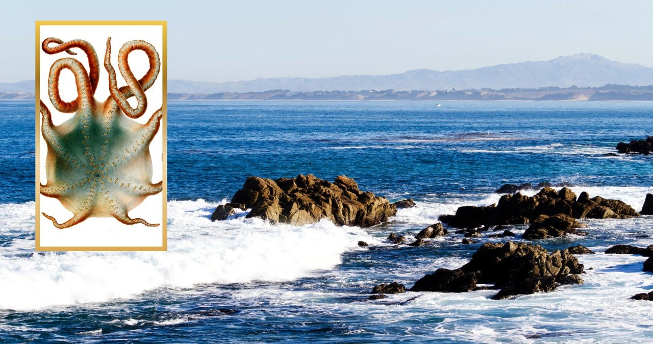 Ta ogromna ośmiornica pojawiła się przy powierzchni morza. Duża rzadkość Ta ogromna ośmiornica pojawiła się przy powierzchni morza. Duża rzadkość