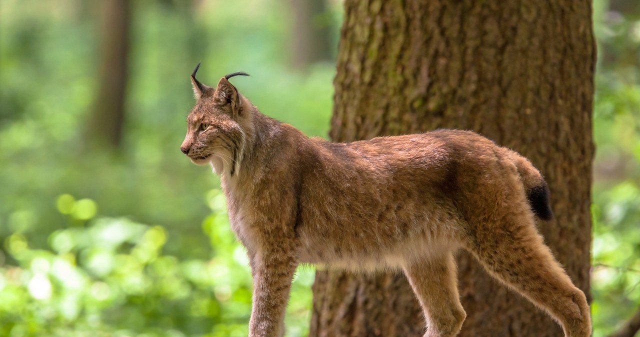 Ośrodek pomocy rysiom powstaje na Warmii i Mazurach. To przełom Ośrodek pomocy rysiom powstaje na Warmii i Mazurach. To przełom