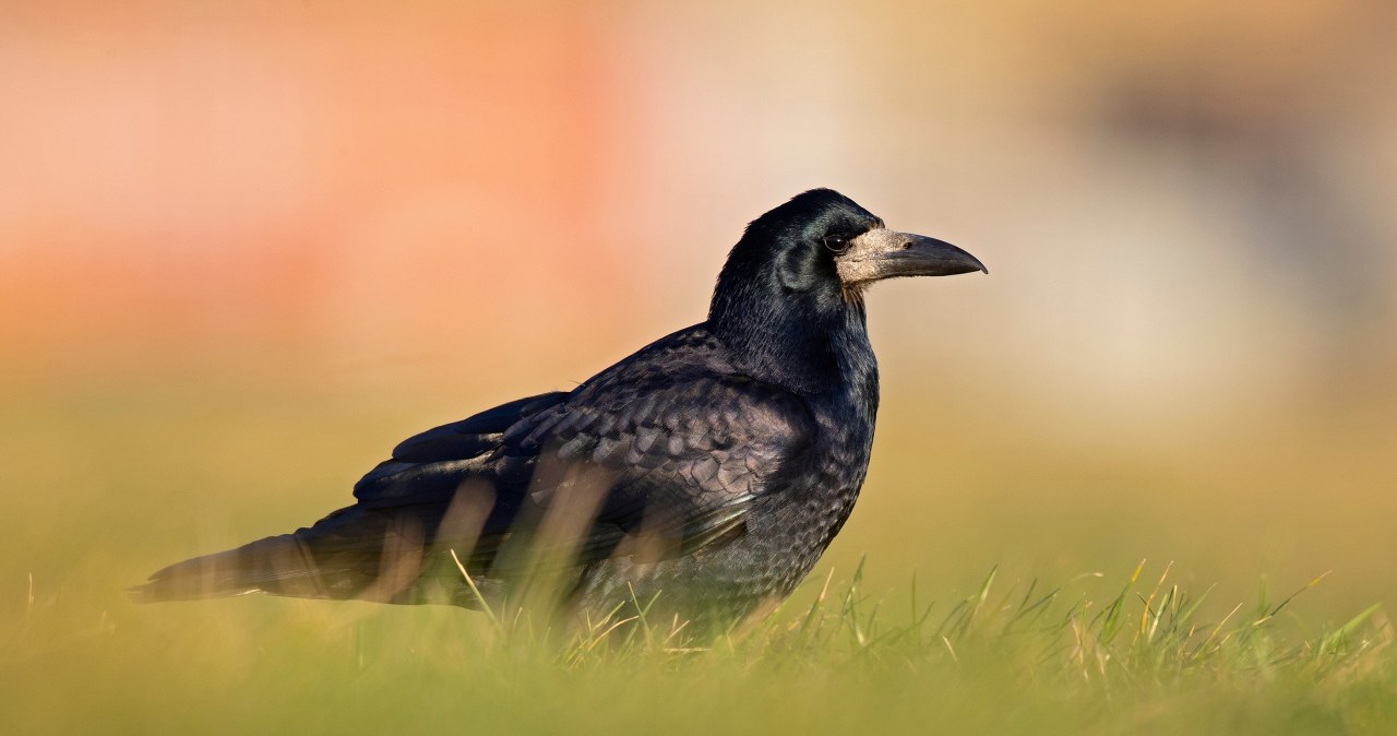 Chcą ścisłej ochrony gawrona. Jego liczba spada, a był powszechny Chcą ścisłej ochrony gawrona. Jego liczba spada, a był powszechny