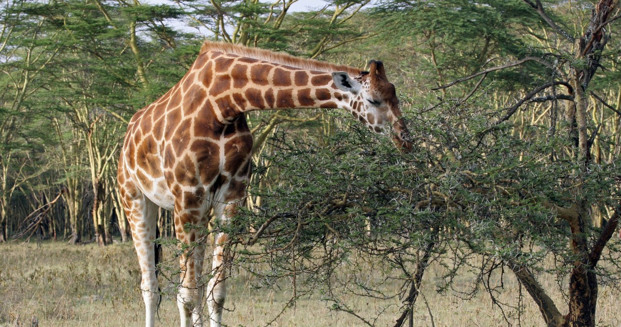 Wyjątkowe narodziny na Pomorzu. To będzie jeden z najwyższych ssaków Wyjątkowe narodziny na Pomorzu. To będzie jeden z najwyższych ssaków
