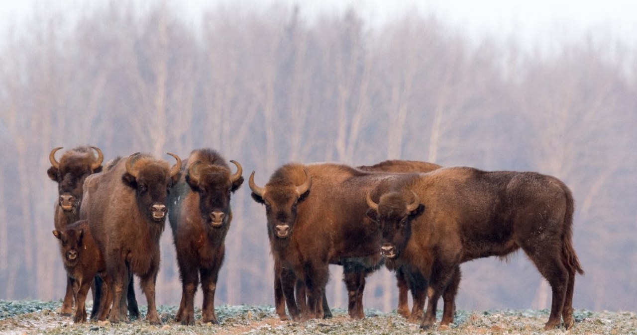Puszcza Białowieska bez polowań i wycinek. Rząd chce ścisłej ochrony