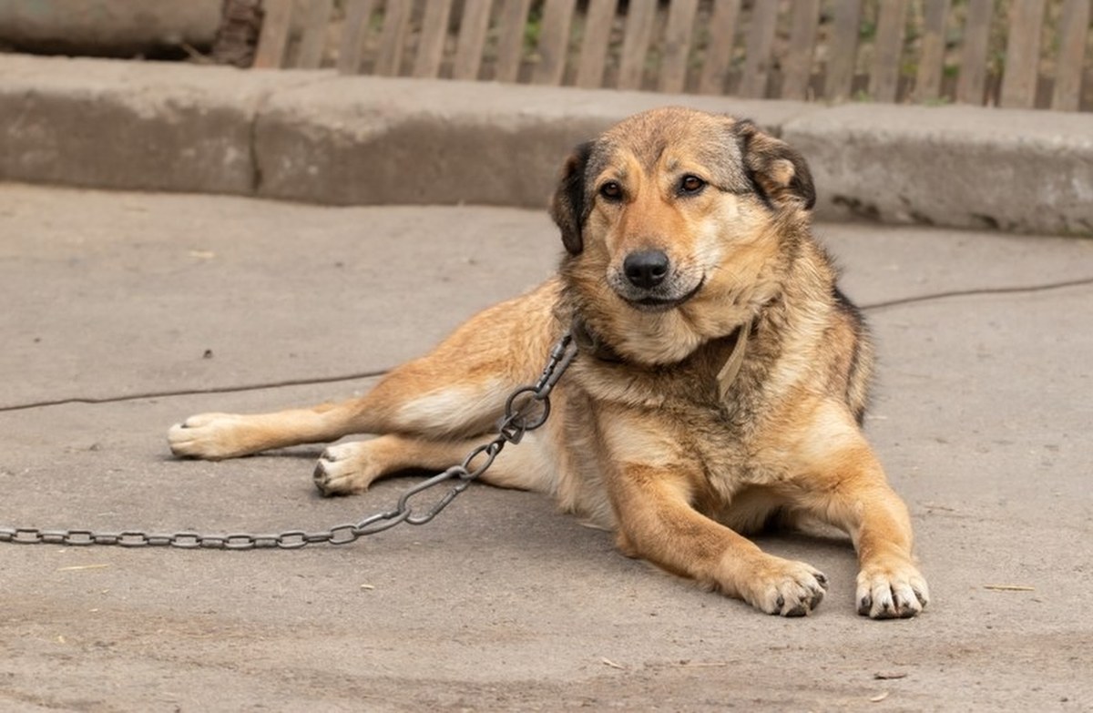 Polityczna bitwa o los psów. Znamy plany rządzących ws. ustawy łańcuchowej