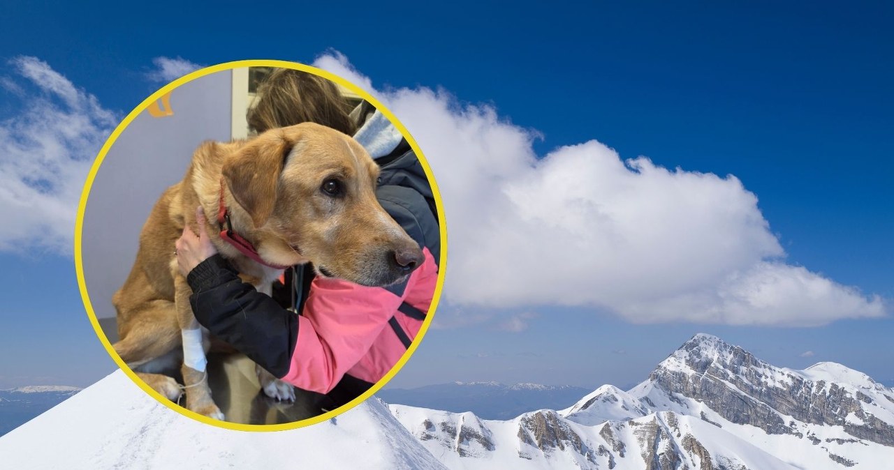 Czworonożny towarzysz odnaleziony. Nowe informacje ws. zaginięcia Polaka