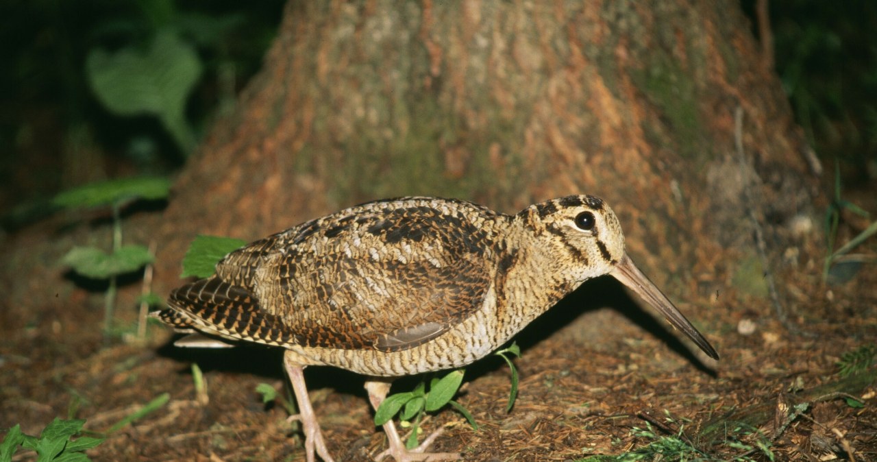 Rzadki ptak utknął między balustradą a balkonem. Powinien odlecieć na zimę