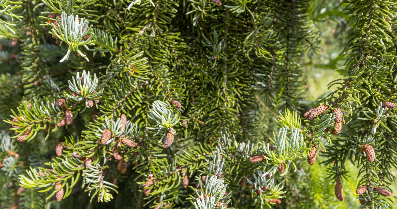 Bije na głowę tuje. Tworzy gęsty żywopłot, który przyciąga wzrok