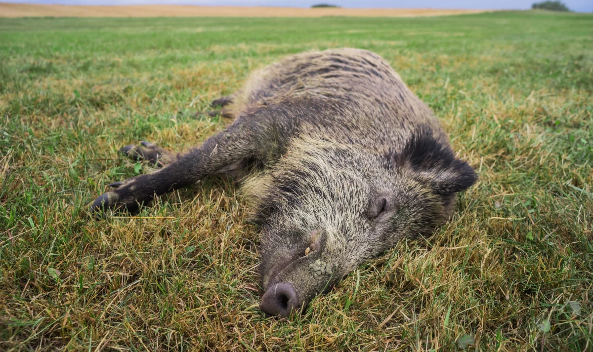 10 martwych dzików odnaleźli weterynarze i żołnierze Wojsk Obrony Terytorialnej w miniony weekend w powiecie piotrkowskim w Łódzkiem - relacjonuje reporter RMF FM Krzysztof Zasada. Akcja przeczesywania czterech gmin trwa w związku z wykryciem w tym rejonie przypadku Afrykańskiego Pomoru Świń u dzików.
