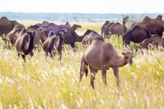 Wielbłądzie przeciwciała. Rewolucja w medycynie?