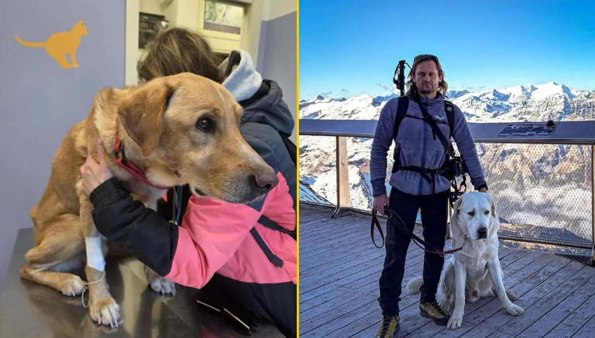 Pirat - jeden z dwóch psów zaginionego na Gran Sasso we Włoszech polskiego turysty - został odnaleziony. Zwierzę było wychudzone i zmęczone, ale jego życiu nic nie zagraża. Poszukiwania 44-letniego Karola Brożka z Sopotu trwają.
