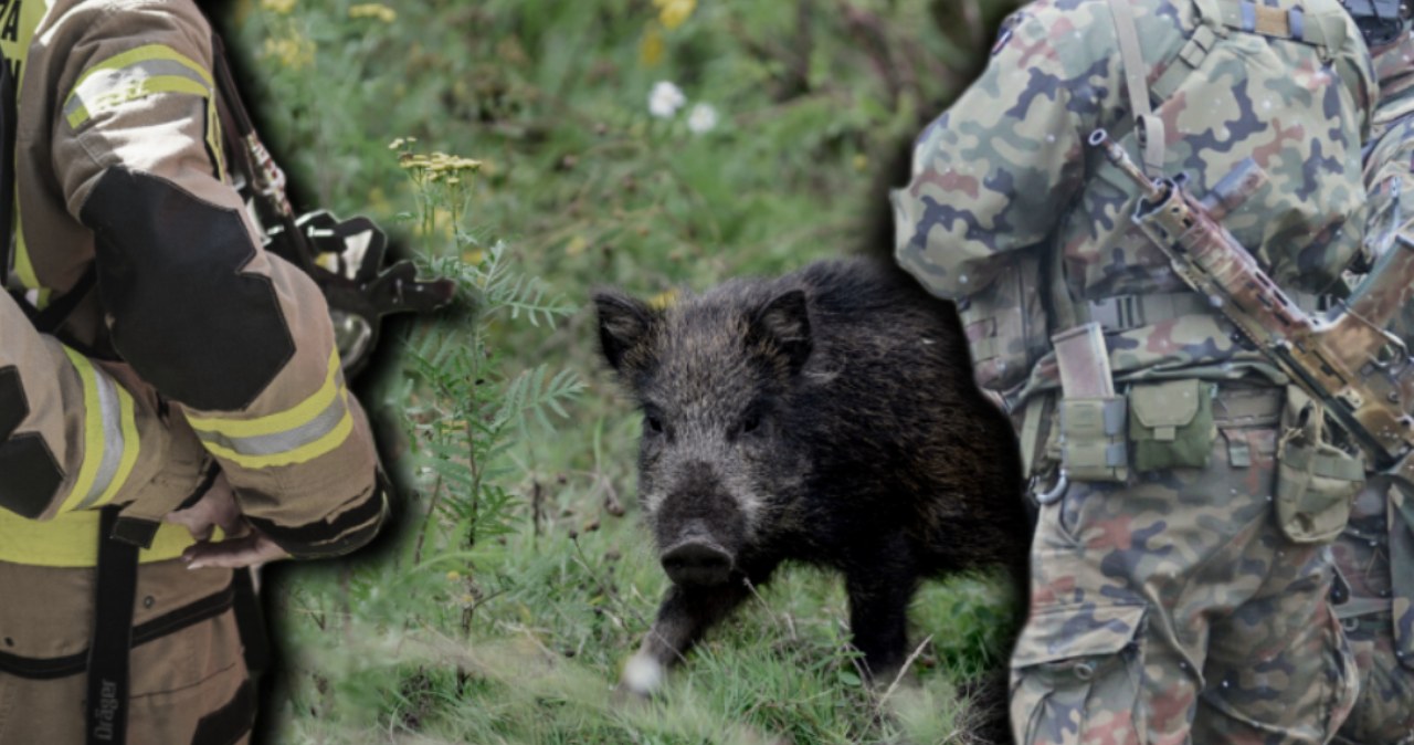 Łódzkie. ASF u padłych dzików. Nowe informacje po akcji wojska Łódzkie. ASF u padłych dzików. Nowe informacje po akcji wojska