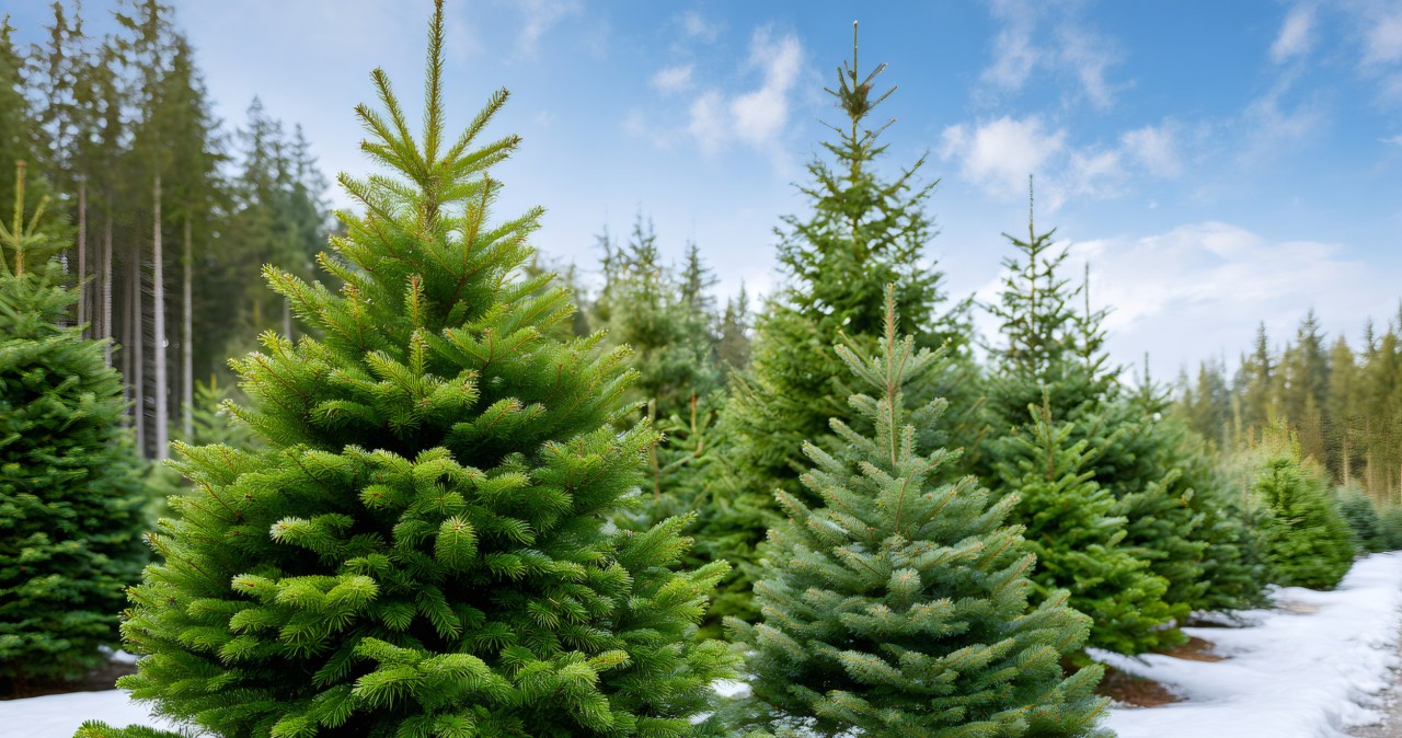 Żywa czy sztuczna? Która choinka jest lepsza?