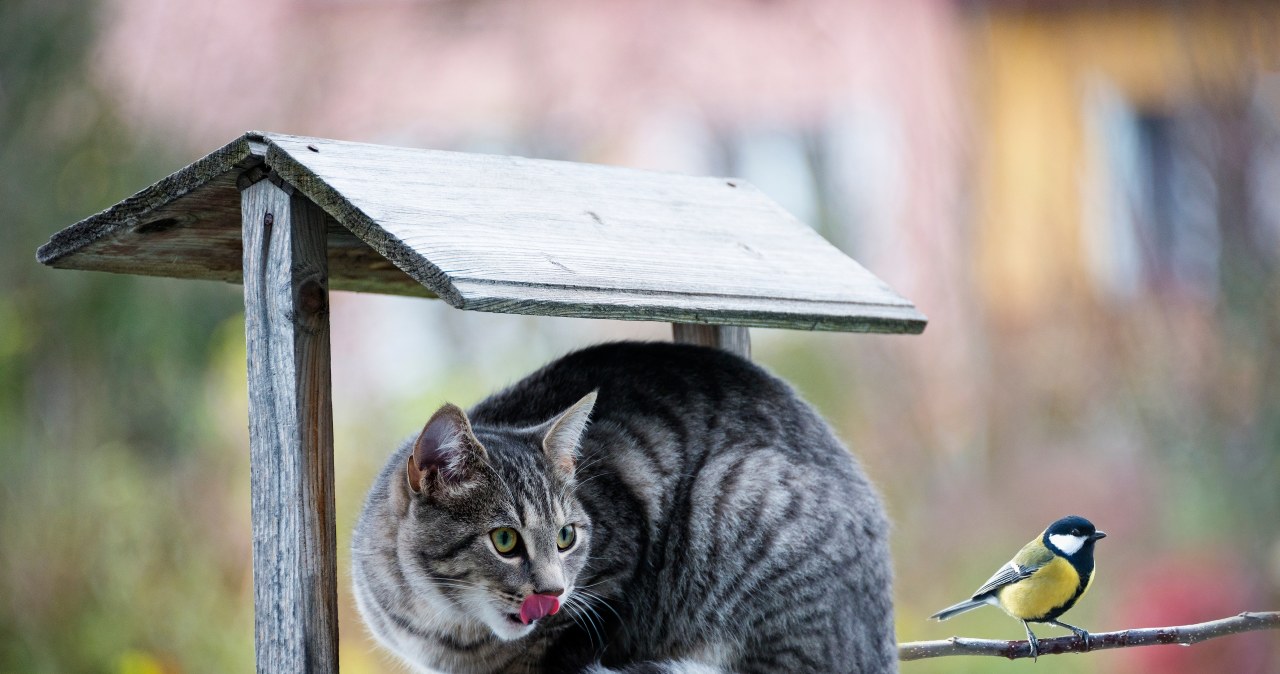 Ofiary liczone w setkach milionów. Właściciele wciąż to bagatelizują