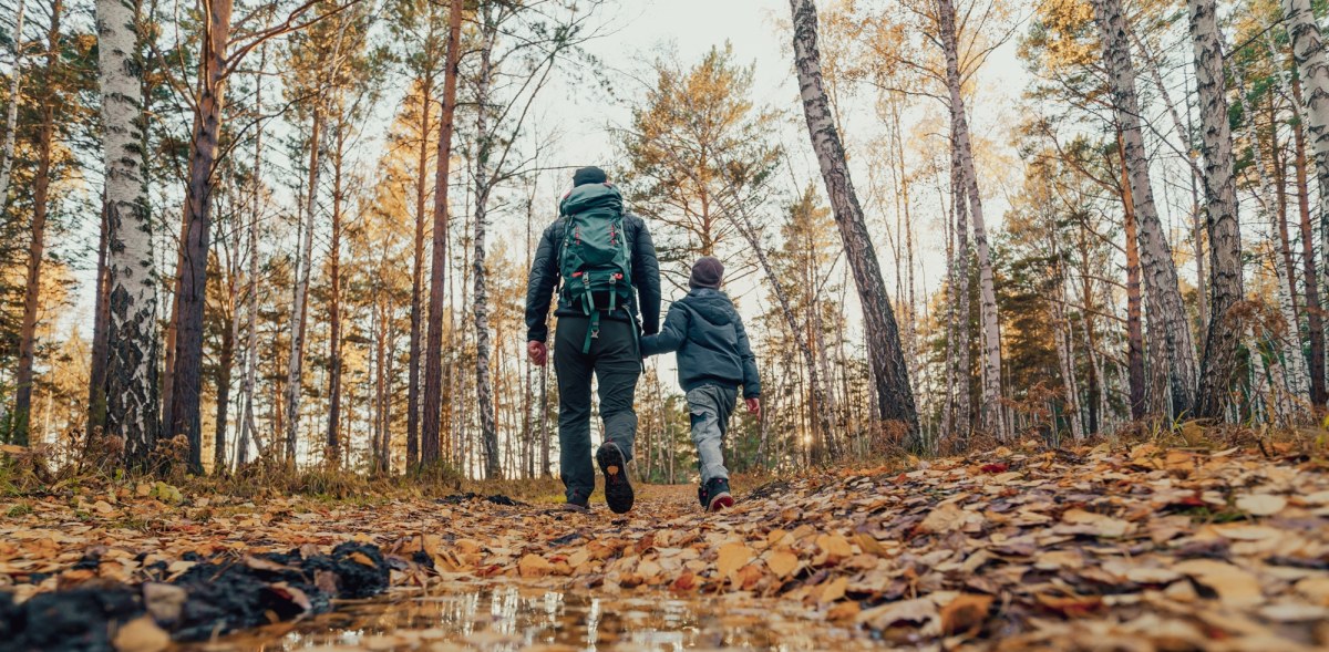 Apel wojewody ws. lasów. Chodzi o ASF