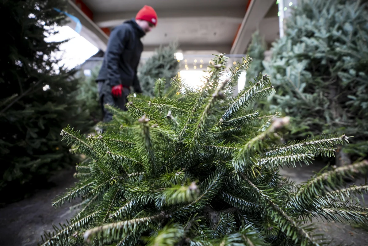Za świąteczne drzewka kupione na plantacjach nadleśnictw zapłacimy w tym roku od 30 do 60 zł – poinformował Sergiusz Sachno z Lasów Państwowych. Ostateczna cena zależy od gatunku i wielkości choinki. Jak podkreśla prezes Stowarzyszenia Leśników i Właścicieli Lasów Stefan Traczyk, ceny są zbliżone do ubiegłorocznych lub nawet niższe.