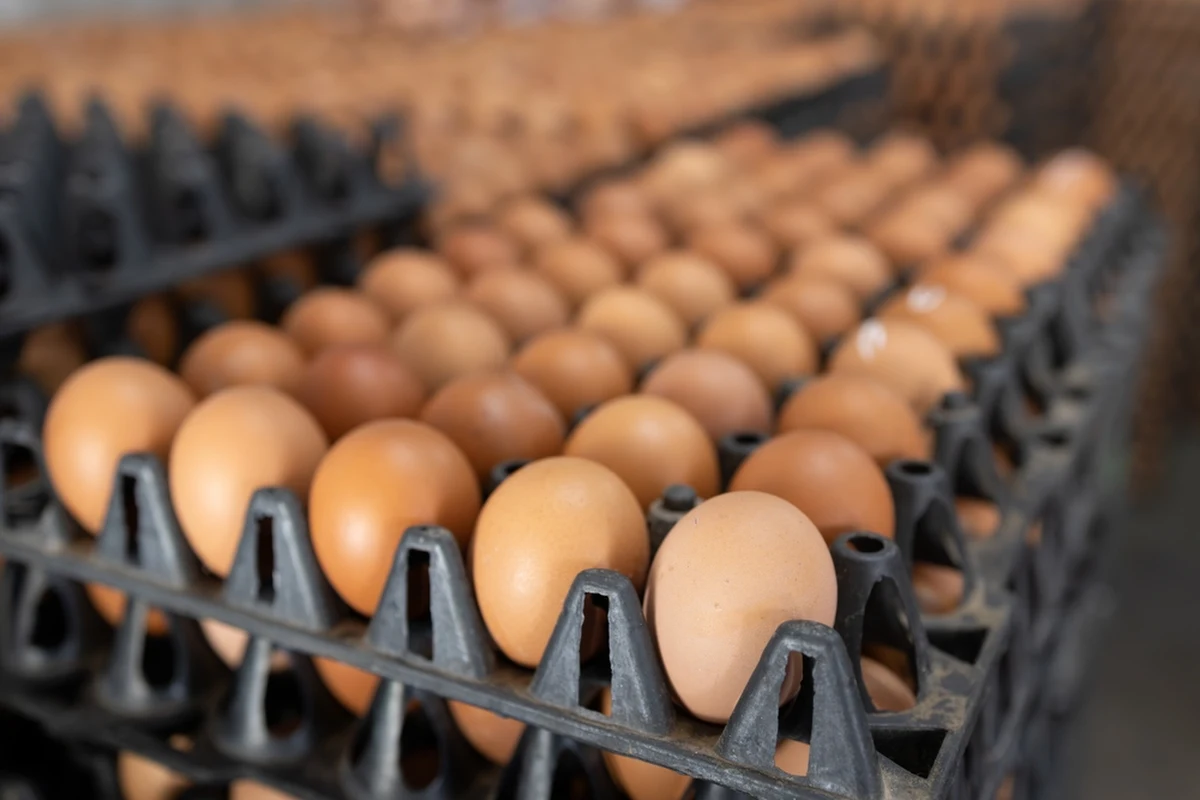 Główny Inspektorat Sanitarny wydał ostrzeżenie dotyczące wykrycia bakterii Salmonella w partii jajek pochodzących z fermy w Bestwince. Spożycie zanieczyszczonych jaj może prowadzić do poważnego zatrucia pokarmowego.