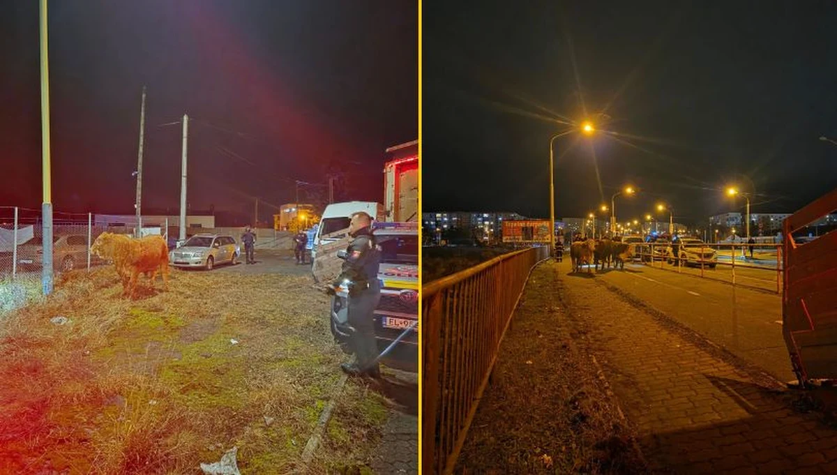 Nietypowa interwencja straży pożarnej i policji na Słowacji. W poniedziałek z polskiej ciężarówki wracającej do naszego kraju wypadło pięć dorodnych byków. Zwierzęta znalazły się na ruchliwej drodze w Preszowie i okolicznych wsiach. Służby musiały wykazać się nie lada odwagą i refleksem, by opanować sytuację.