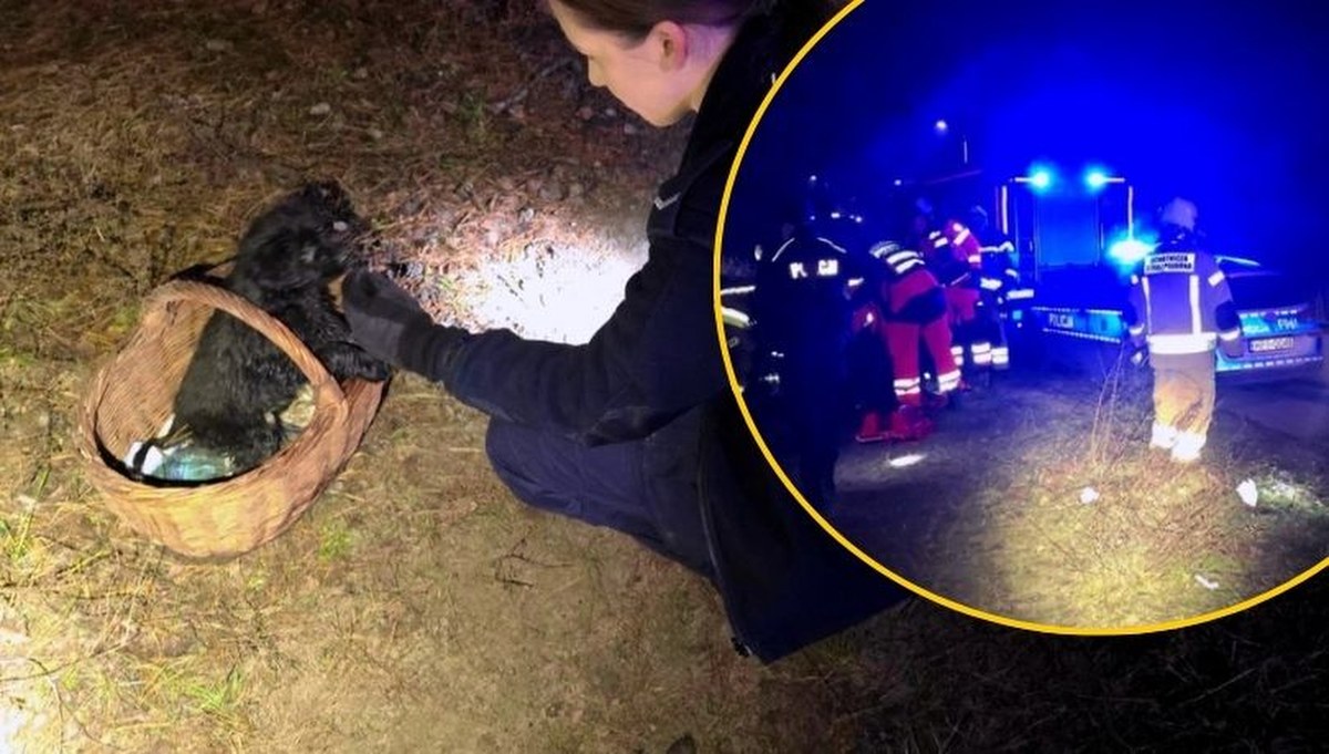 Pies uratował mu życie. Dramatyczna akcja ratunkowa w lesie pod Skierniewicami