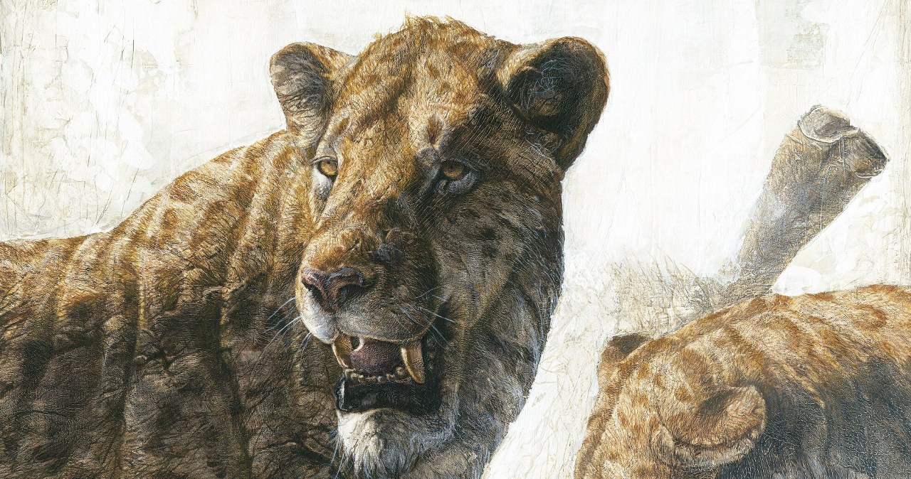 W Chinach odkryto nieznanego szablozębnego kota. Zgryz miał jak u psa W Chinach odkryto nieznanego szablozębnego kota. Zgryz miał jak u psa