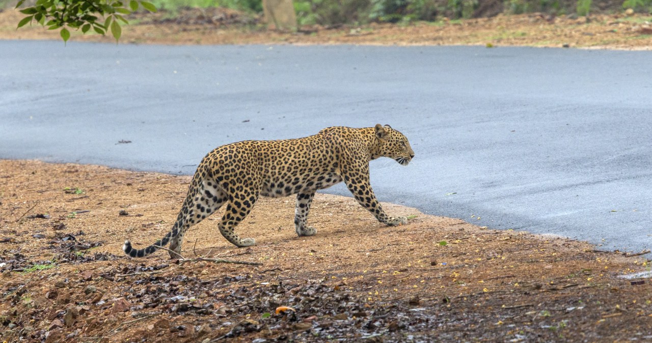Bombaj. Jedyne miasto na świecie, gdzie zamieszkały lamparty Bombaj. Jedyne miasto na świecie, gdzie zamieszkały lamparty