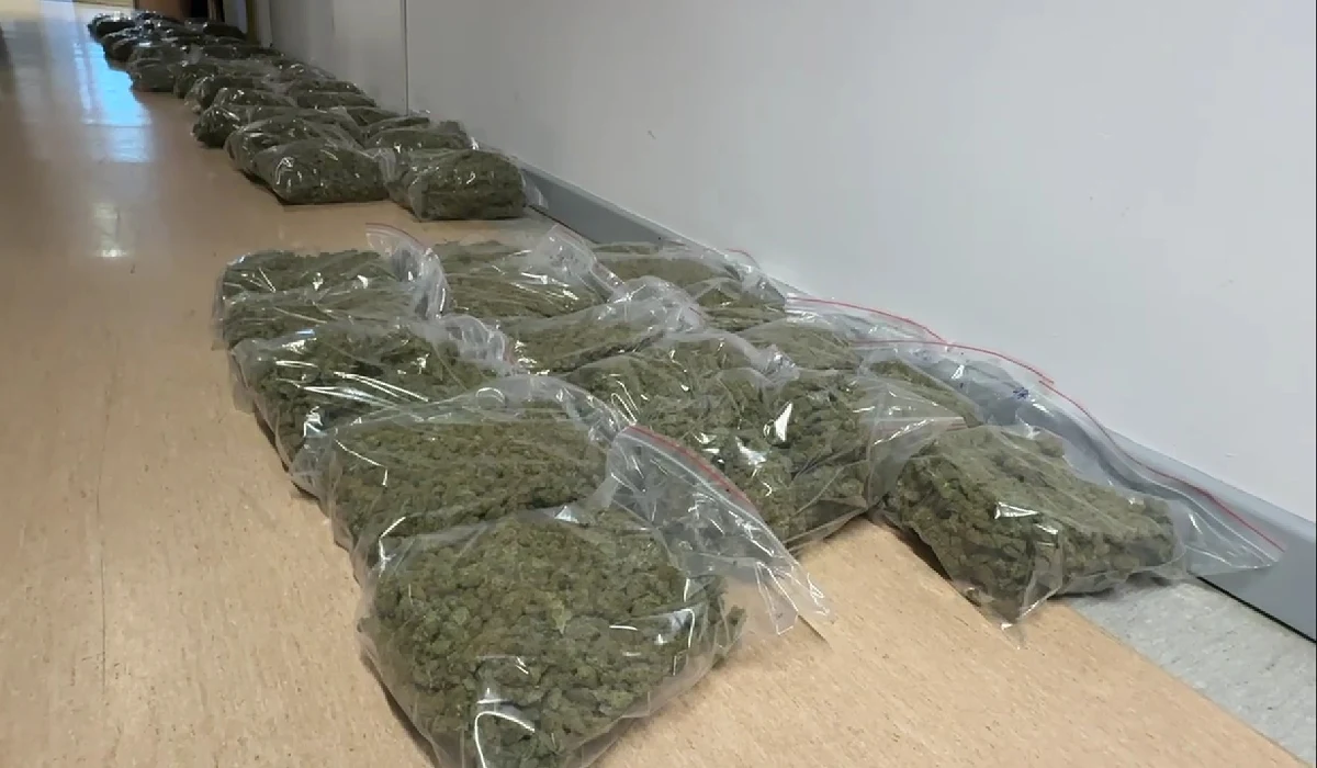 Warszawscy policjanci zatrzymali 29-letniego obywatela Ukrainy, który przez długi czas skutecznie ukrywał się przed organami ścigania. W jego mieszkaniu znaleziono ponad 71 kilogramów marihuany o wartości blisko 5 milionów złotych. U zatrzymanego znaleziono także całą kolekcję podrobionych dokumentów oraz luksusowe samochody. Mężczyzna działał niczym duch - nie istniał w żadnych systemach, a jego przestępcza działalność była wyjątkowo dobrze zorganizowana.