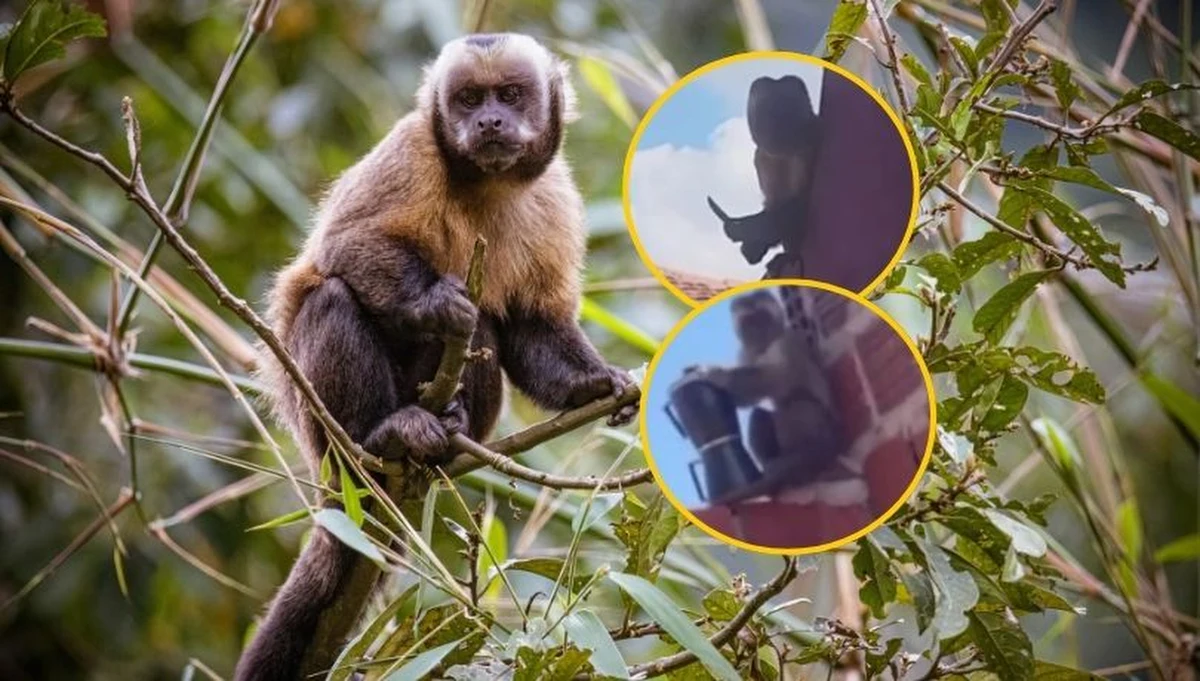 Niecodzienna akcja w brazylijskiej miejscowości Vicosa. Małpka kapucynka wtargnęła do sklepu zoologicznego, wypuściła ptaki z klatek, a następnie uciekła z... kawiarką! Zwierzę zostało schwytane przez policję, a filmiki pokazujące "przestępstwa" małpki stały się popularne w mediach społecznościowych.