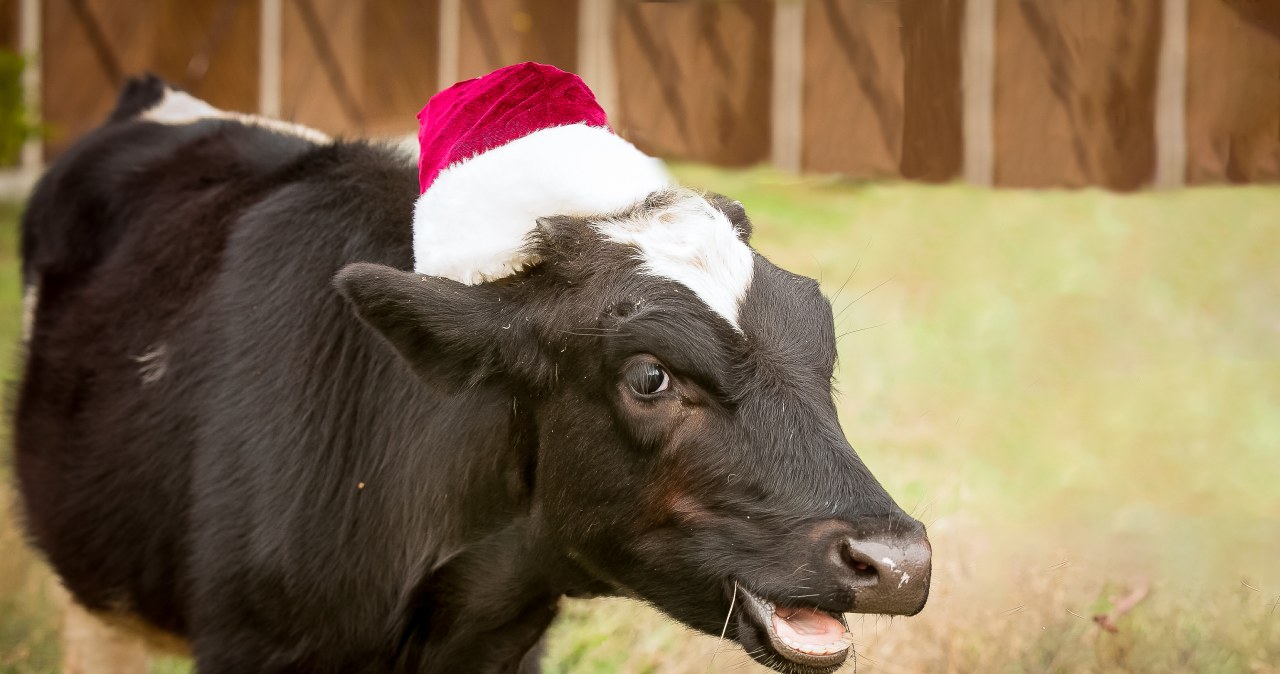 Zwierzęta mówią ludzkim głosem? Ta legenda jest starsza, niż myślisz