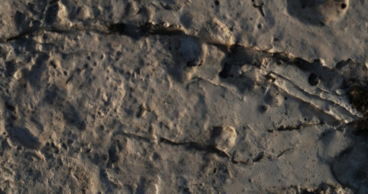 Znaleźli odciski prehistorycznych olbrzymów. Pierwsze takie odkrycie