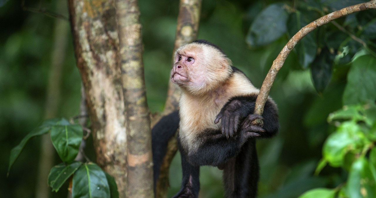 Małpka złodziejka. Kapucynka zrobiła rozróbę w zoologicznym Małpka złodziejka. Kapucynka zrobiła rozróbę w zoologicznym