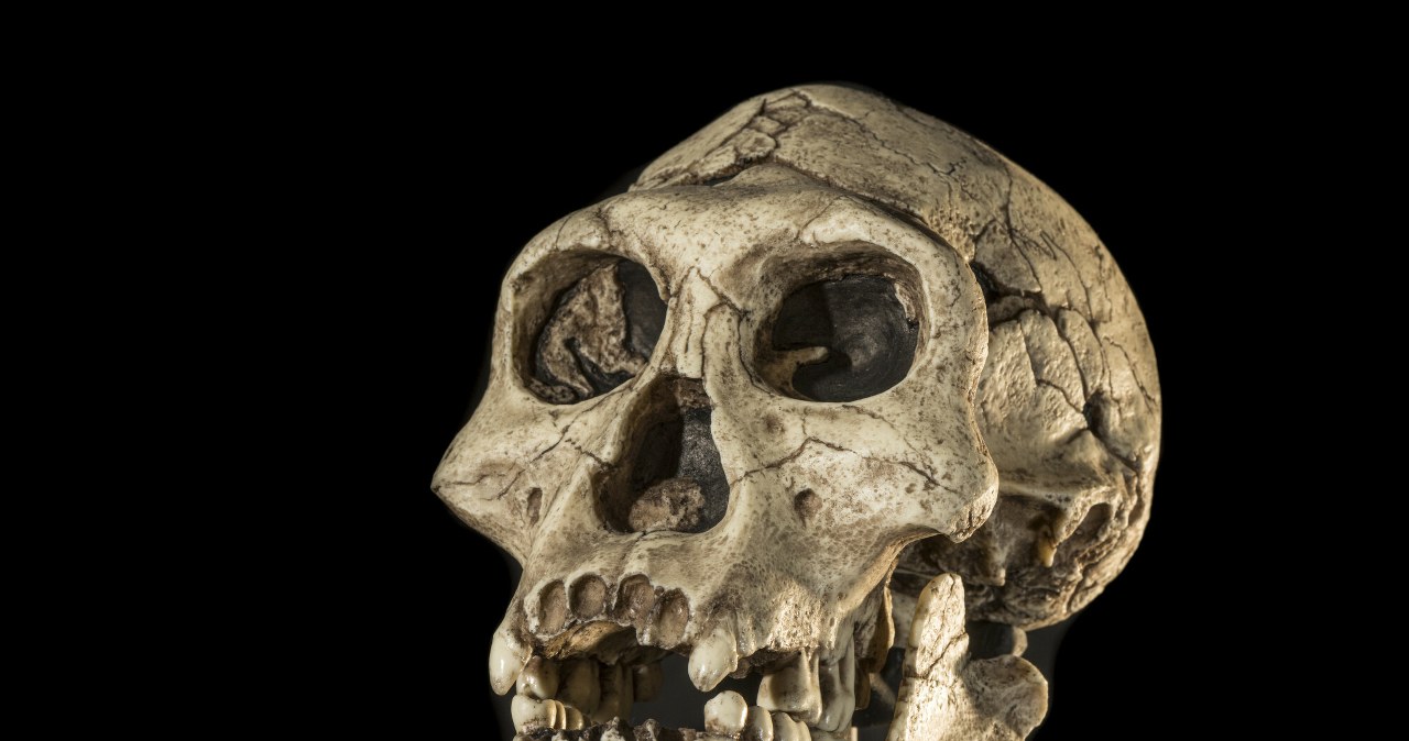 Naukowcy odtworzyli twarz sprzed 1,5 miliona lat. Tego się nie spodziewali