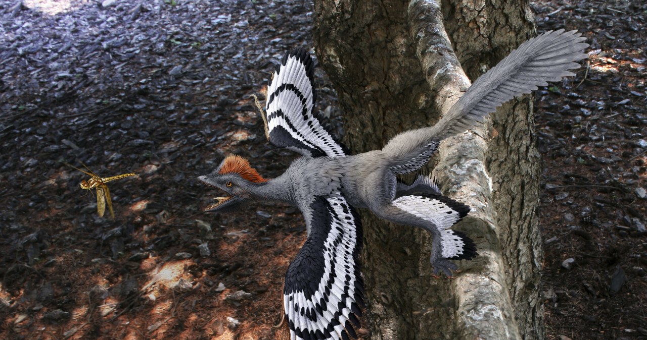 Anchiornis z Chin wyjaśnił wielką zagadkę dinozaurów. Trzeba było się przyjrzeć Anchiornis z Chin wyjaśnił wielką zagadkę dinozaurów. Trzeba było się przyjrzeć