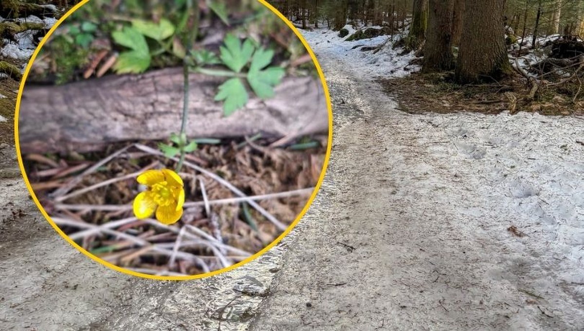 W Tatrach zakwitły pierwsze kwiaty. Zobacz niezwykłe zdjęcia