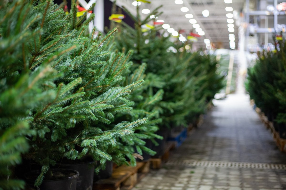 ​Ile kosztuje choinka w 2025 roku? Aktualne ceny drzewek w Polsce