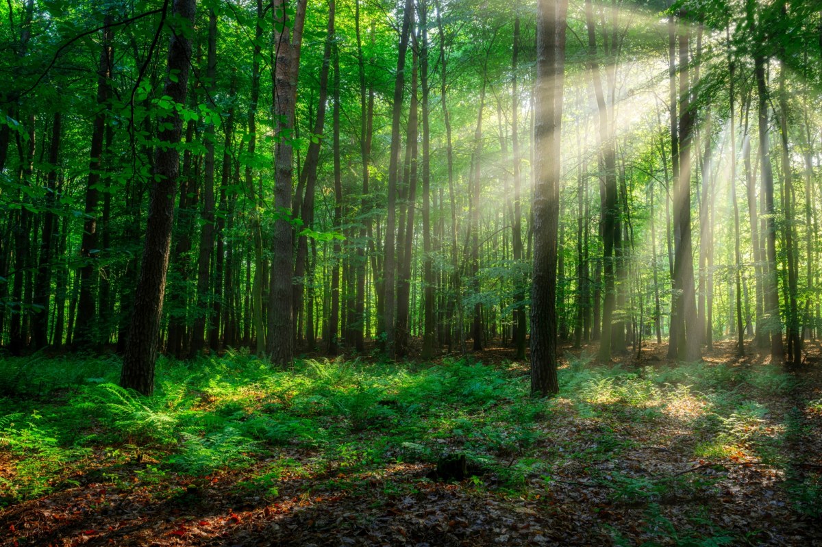 Mieszkali z dziećmi w lesie bez prądu i wody. Wkroczył sąd