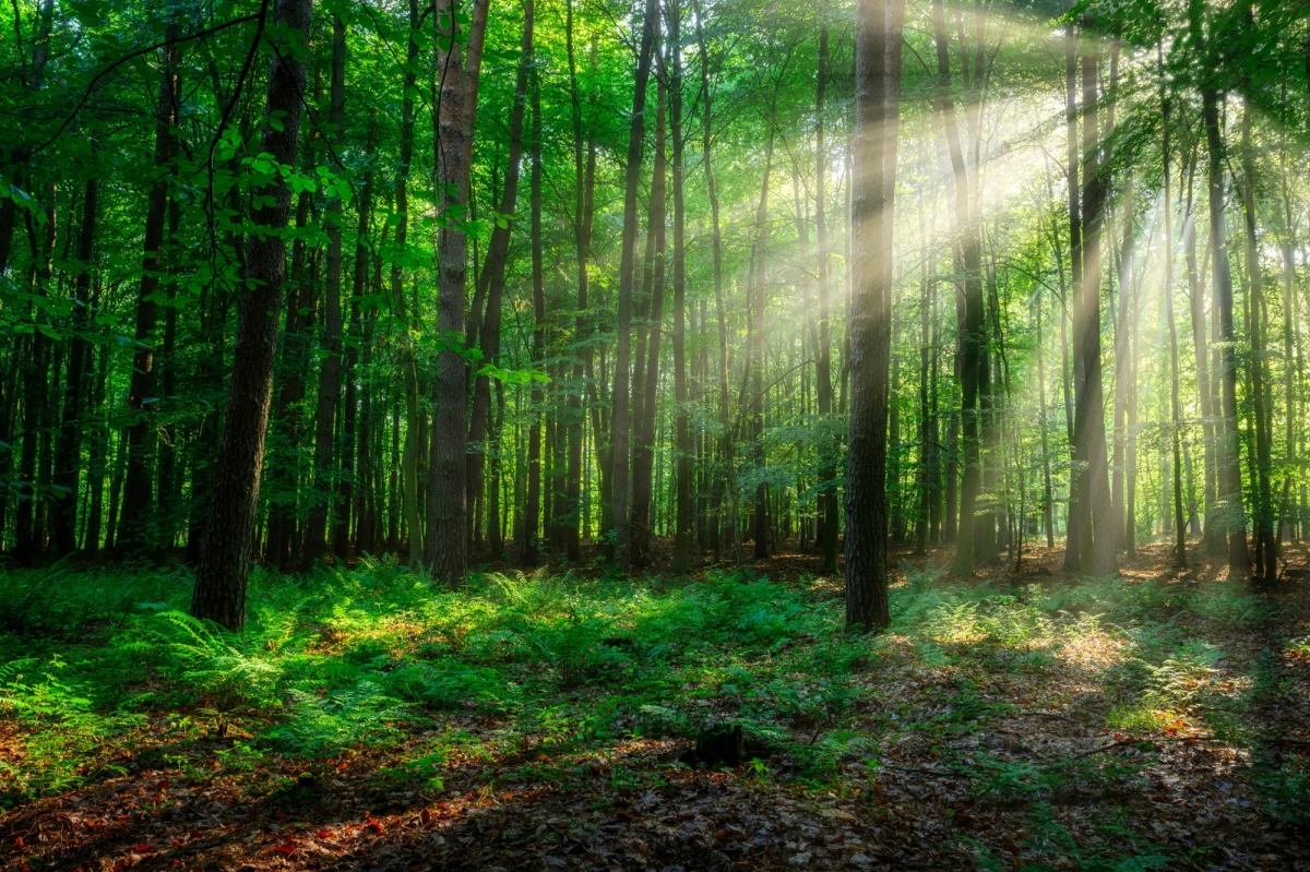 Chcieli żyć blisko natury. Australijsko-brytyjska para mieszkała z dziećmi w chacie w lesie we włoskiej Abruzji bez wody i prądu. Sąd zawiesił prawa rodziców trojga małych dzieci i skierował je do rodziny zastępczej. Sąd apelacyjny oddalił odwołanie.