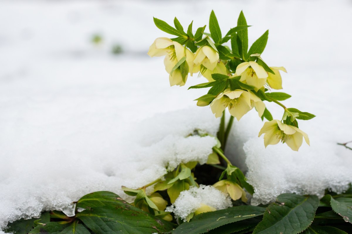Od godz. 16:03 można wypatrywać wiosny. Dziś najkrótszy dzień w roku