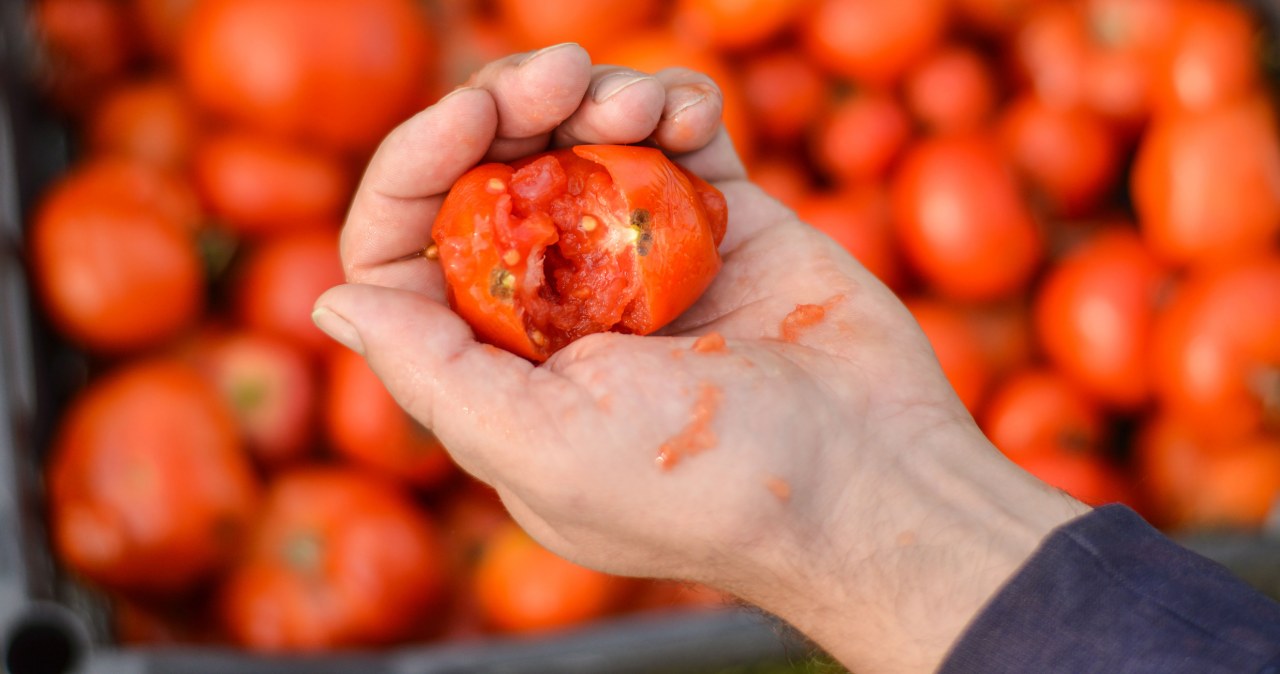 Zaskakujący pomysł UE. Pomidory jako paliwo lotnicze Zaskakujący pomysł UE. Pomidory jako paliwo lotnicze