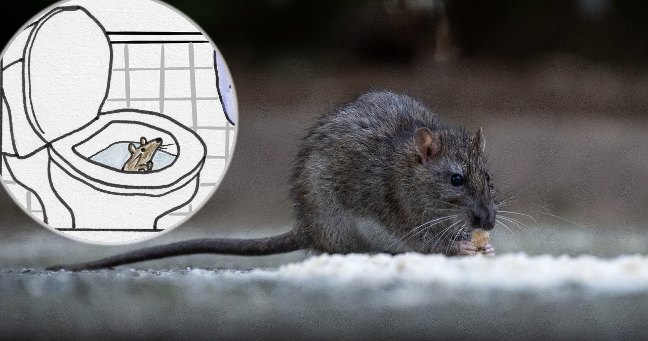 wiadomości,aktualności,Interia Wyskakują z toalet w stanie Waszyngton. Władze wydały oficjalny poradnik