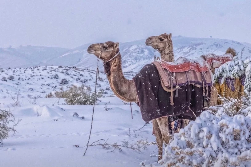 Pustynia zmieniła kolor. Od razu zaczęli nagrywać krajobrazy