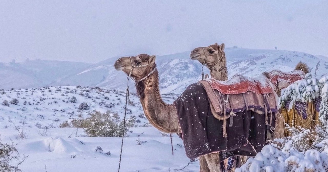 Pustynia zmieniła kolor. Od razu zaczęli nagrywać krajobrazy