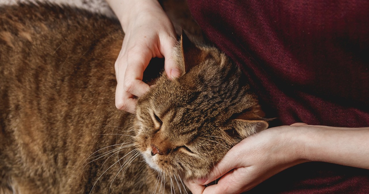 Dlaczego kot wybiera swojego "ulubionego człowieka"? Wcale nie chodzi o jedzenie