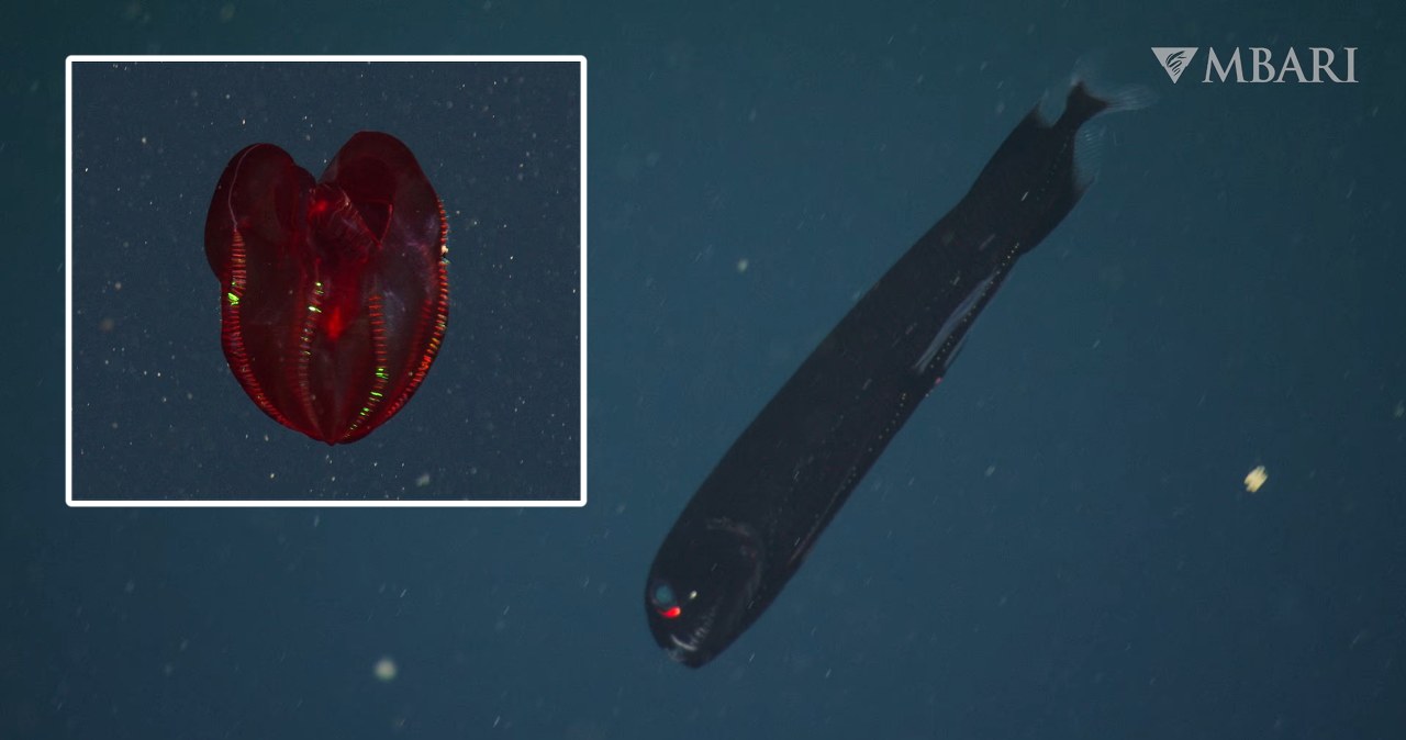 Niezwykłe stworzenia głębin, których nie spotkasz nigdzie indziej