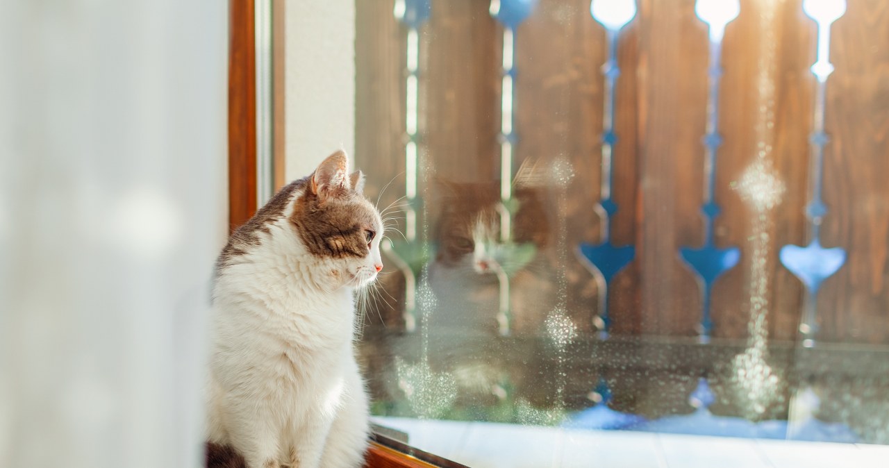 Na jak długo można zostawić kota w domu? Koniecznie sprawdź