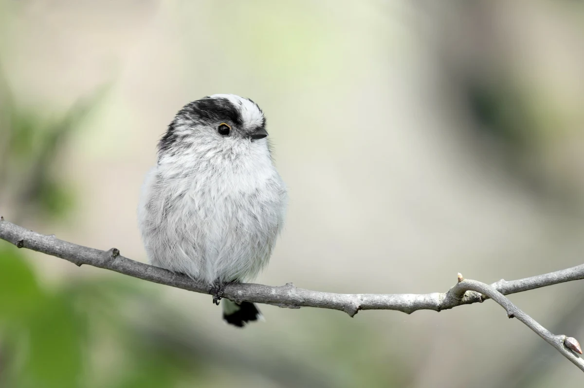 Raniuszek zwyczajny został wybrany Ptakiem Roku 2025 w Polsce! Ten niewielki, puszysty ptaszek podbił serca internautów w ogólnopolskim plebiscycie. 