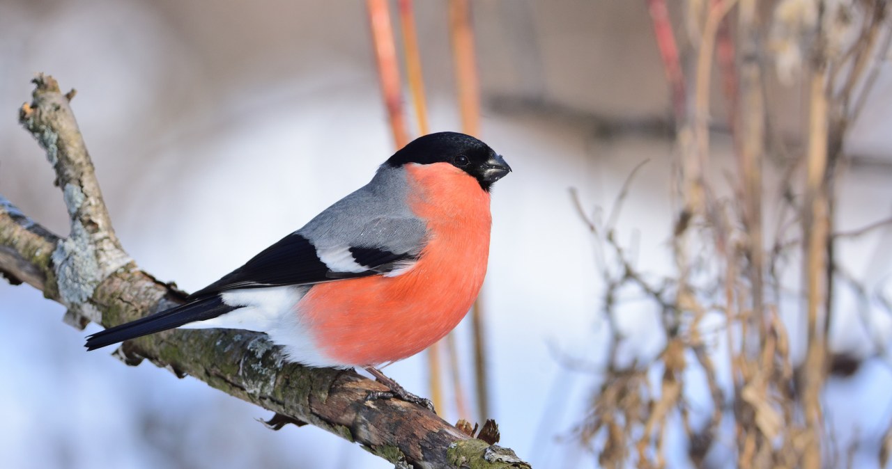Coraz chętniej zagląda do karmników. Jego obecność zwiastuje ochłodzenie