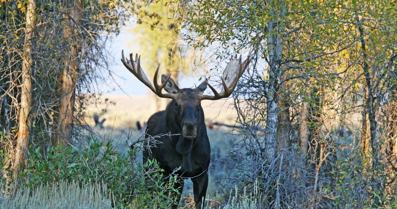 Spektakularne widowisko w polskim lesie. Chodzi o białego łosia