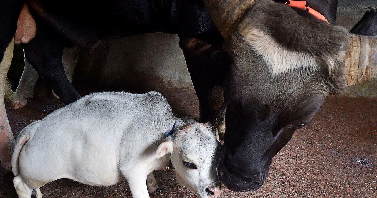 Zagrali zwierzętom w zoo muzykę. „Nie spodziewaliśmy się, że tak zareagują” Zagrali zwierzętom w zoo muzykę. „Nie spodziewaliśmy się, że tak zareagują”